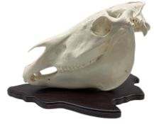 Skulls/Anatomy: Burchell's Zebra Skull (Equus quagga burchellii)