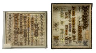 Entymology interest: Cased European butterflies including; Melitaea Parthenoides