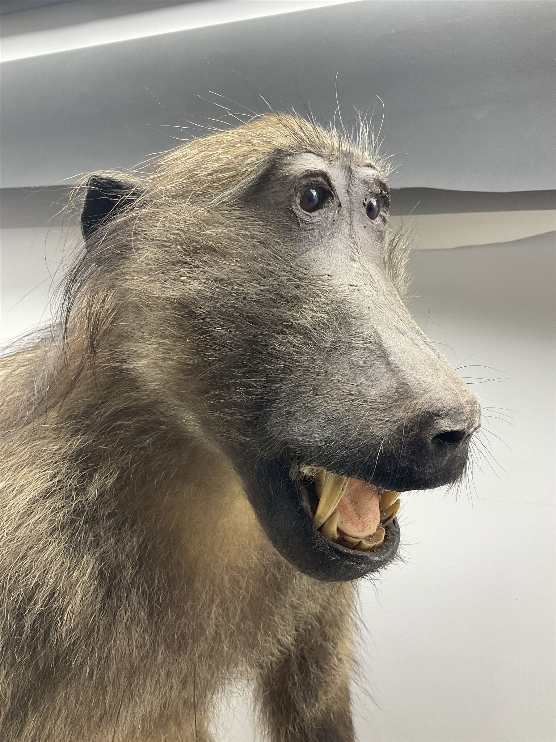 Taxidermy: Baboon (Papio hamadryas ursinus) full mount standing on back legs with arms forward and m - Image 2 of 3