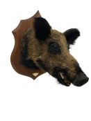 Taxidermy: European Wild Boar (Sus scrofa)