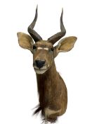 Taxidermy: Lowland Nyala (Nyala angasii)