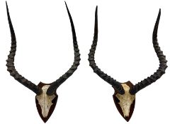 Antlers/Horns: Pair of Common Impala horns on upper skull mounted upon oak shields height 70cm