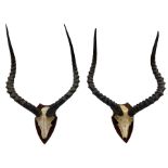 Antlers/Horns: Pair of Common Impala horns on upper skull mounted upon oak shields height 70cm