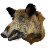 Taxidermy: European Wild Boar (Sus scrofa)