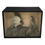 Taxidermy: Victorian cased pair of Sparrowhawks