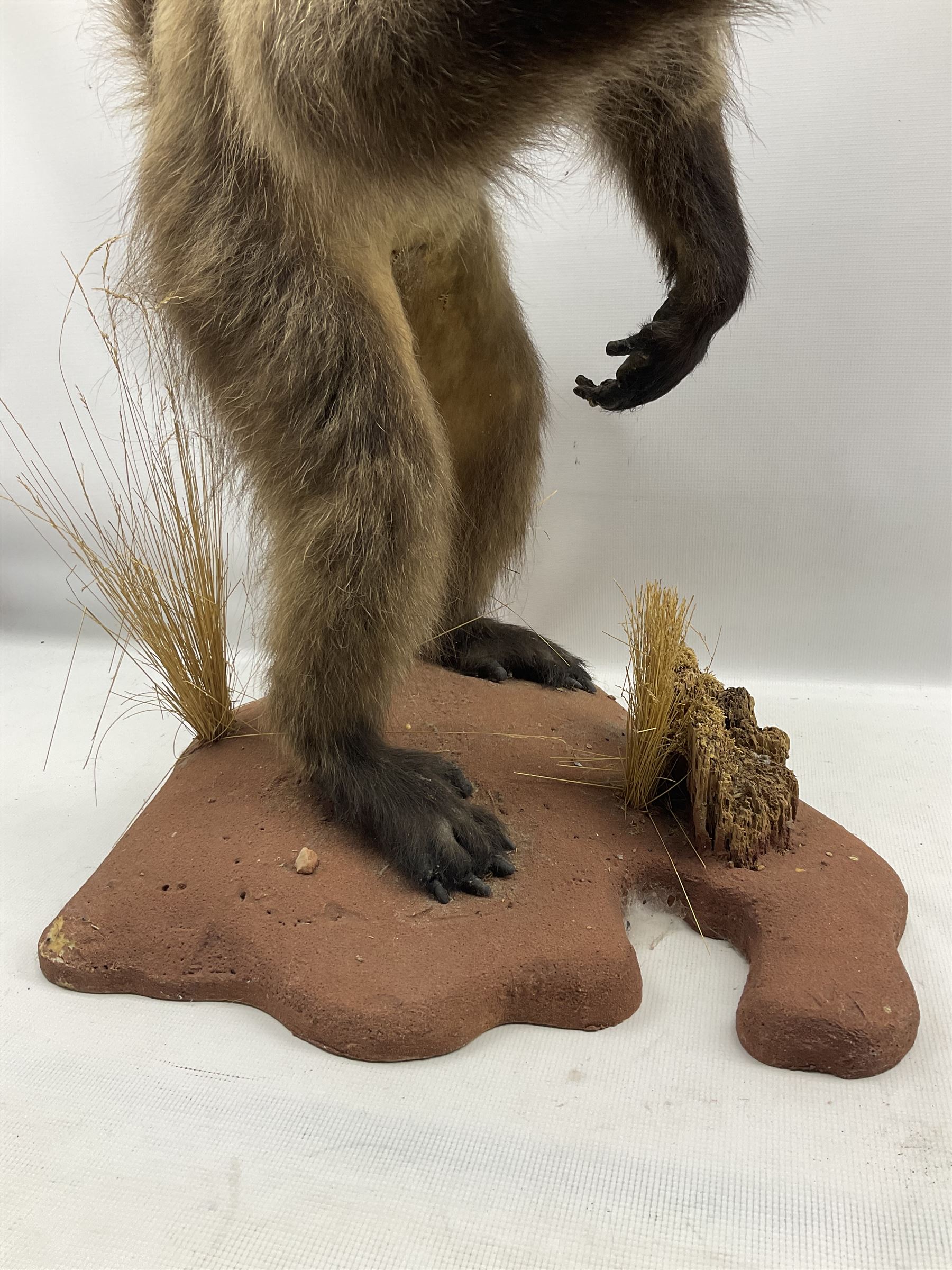 Taxidermy: Baboon (Papio hamadryas ursinus) full mount standing on back legs with arms forward and m - Image 3 of 3