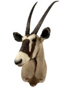 Taxidermy: Gemsbok Oryx head mount (Gazella gazella)