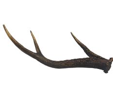 Antlers/Horns: Red Deer Stag (Cervus Elaphus) 19th/ early 20th century three-point anter