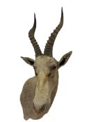 Taxidermy: White Blesbok (Damaliscus pygargus phillipsi)