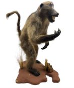 Taxidermy: Baboon (Papio hamadryas ursinus) full mount standing on back legs with arms forward and m