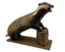 Taxidermy: European Badger (Meles Meles) modelled on all fours with front paws resting on log