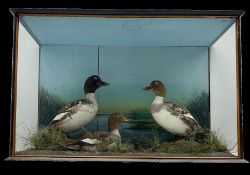 Taxidermy: Pair of Common Goldeneye (Bucephala clangula) together with a juvenile in naturalistic se