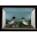 Taxidermy: Pair of Common Goldeneye (Bucephala clangula) together with a juvenile in naturalistic se