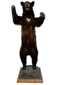 Taxidermy: North American Black Bear (Ursus americanus)
