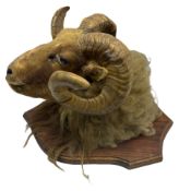 Taxidermy: Ram