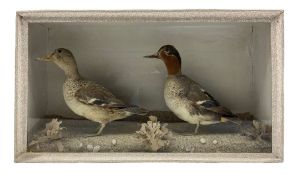 Taxidermy: Pair of Green Winged Teal (Anas Crecca)