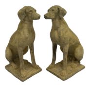 Pair composite Pointer hunting dog statues