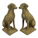 Pair composite Pointer hunting dog statues