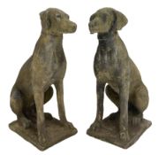 Pair composite Pointer hunting dog statues