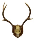 Taxidermy: Pair of eight point stag antlers with skull cap on shield with plaque engraved