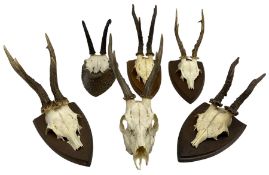 Taxidermy: six Roe Deer antlers