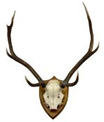 Taxidermy: Pair of seven point stag antlers with skull cap on oak shield