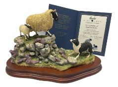 Border Fine Arts Limited Edition group of sheep and sheep dog 'Holding Her Ground' by Ray Ayres No