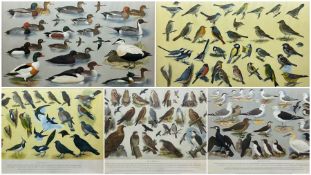 After H J Slyper (British 20th century): A collection of five (numbers 1-5) of the RSPB British Bird