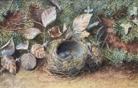 Vincent Clare (British 1855-1930): Still Life of Birds Nest and Eggs