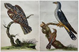 Peter Mazell (Irish 1733-1808): 'The Female Goat Sucker' and 'The Female Cuckoo [and] The Wryneck'