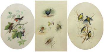 John Reed (British 20th century): Robin and other Bird Studies