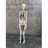 Antique German Teaching Skeleton