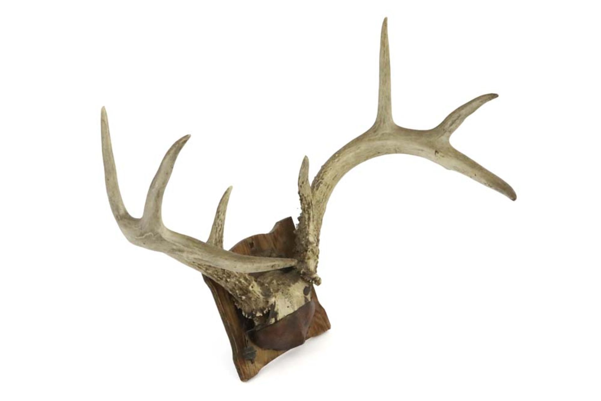 old hunting trophy || Jachttrofee : gewei van een hert - hoogte : 36 cm - Bild 2 aus 2