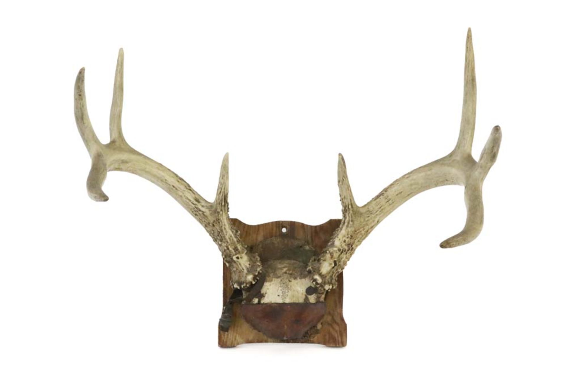 old hunting trophy || Jachttrofee : gewei van een hert - hoogte : 36 cm