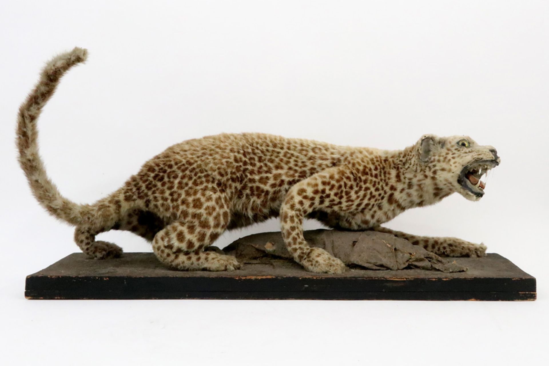 taxidermy from around 1900 : stuffed lynx on wooden stand || Taxidermie van omstreeks 1900 :