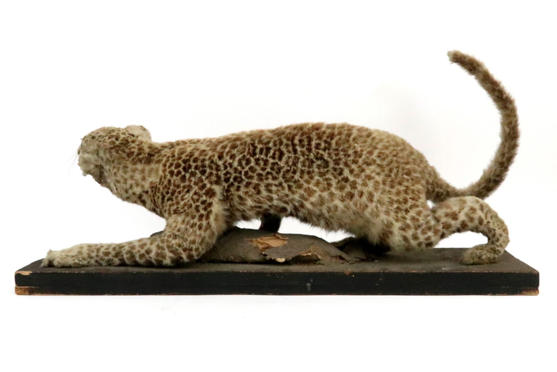 taxidermy from around 1900 : stuffed lynx on wooden stand || Taxidermie van omstreeks 1900 : - Bild 3 aus 3