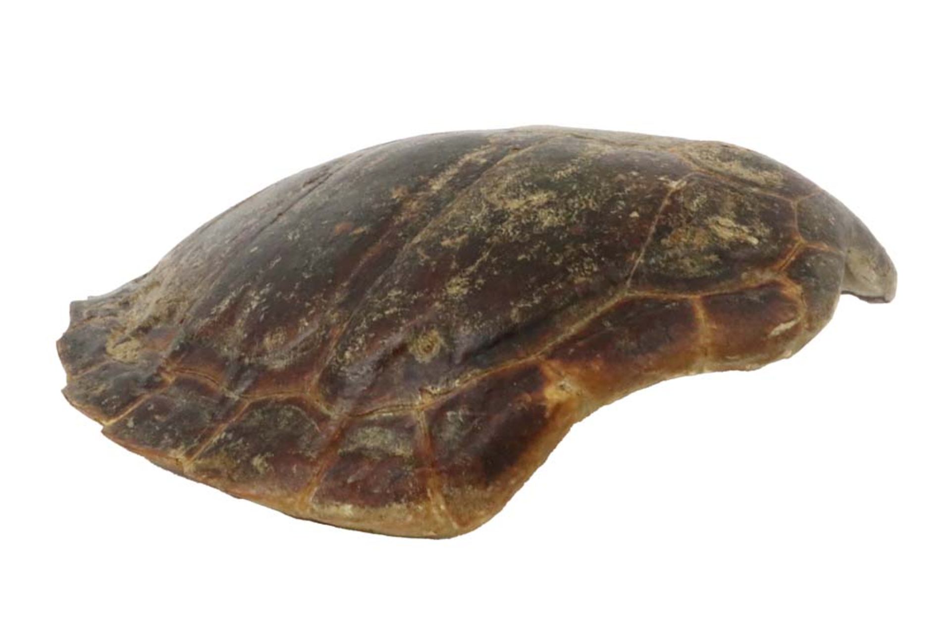 old tortoise shell || Mooi schildpadschild - 59,5 x 52 cm - Bild 3 aus 4