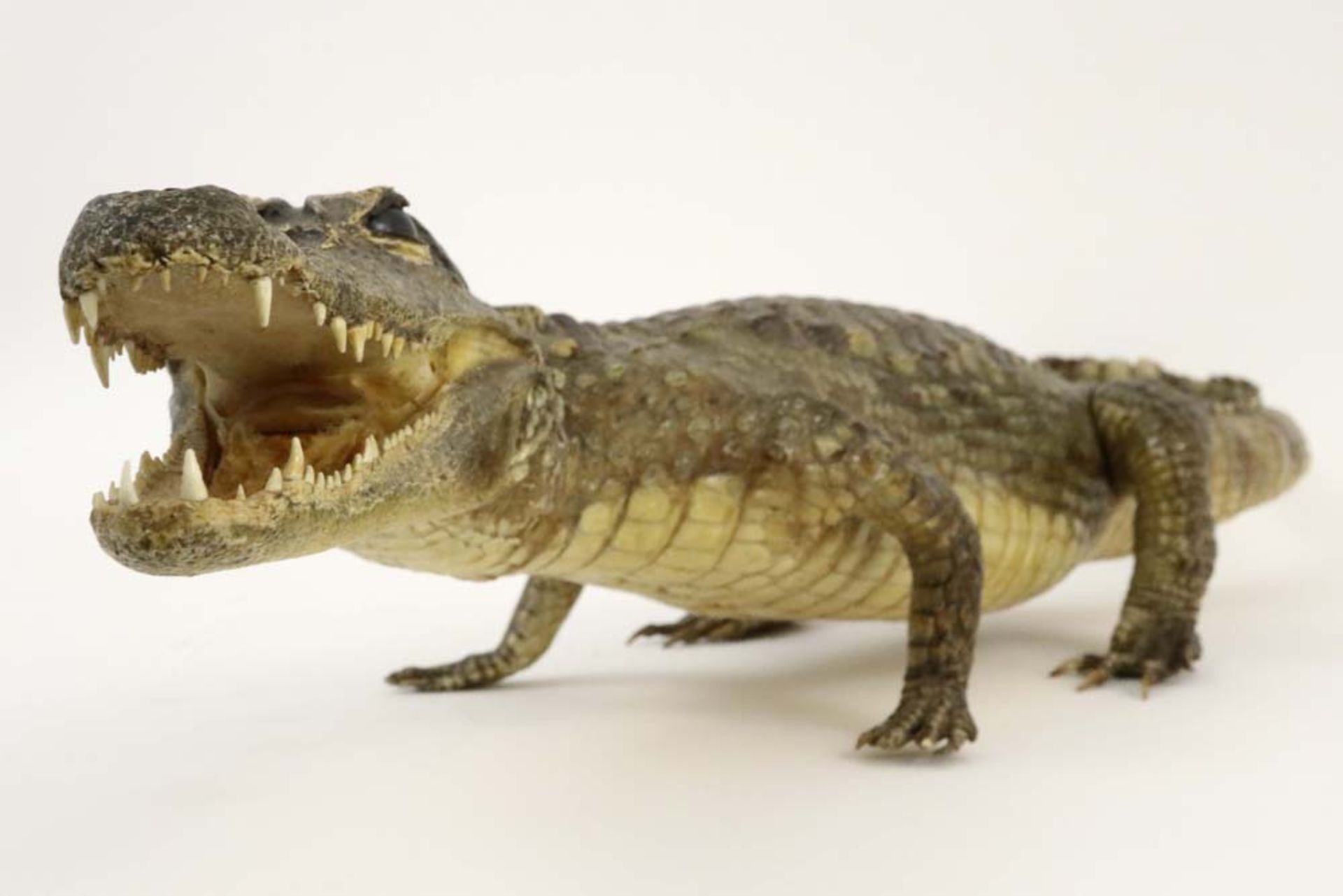 taxidermy : alligator || Taxidermie : alligator - lengte : 77 cm - Bild 3 aus 3
