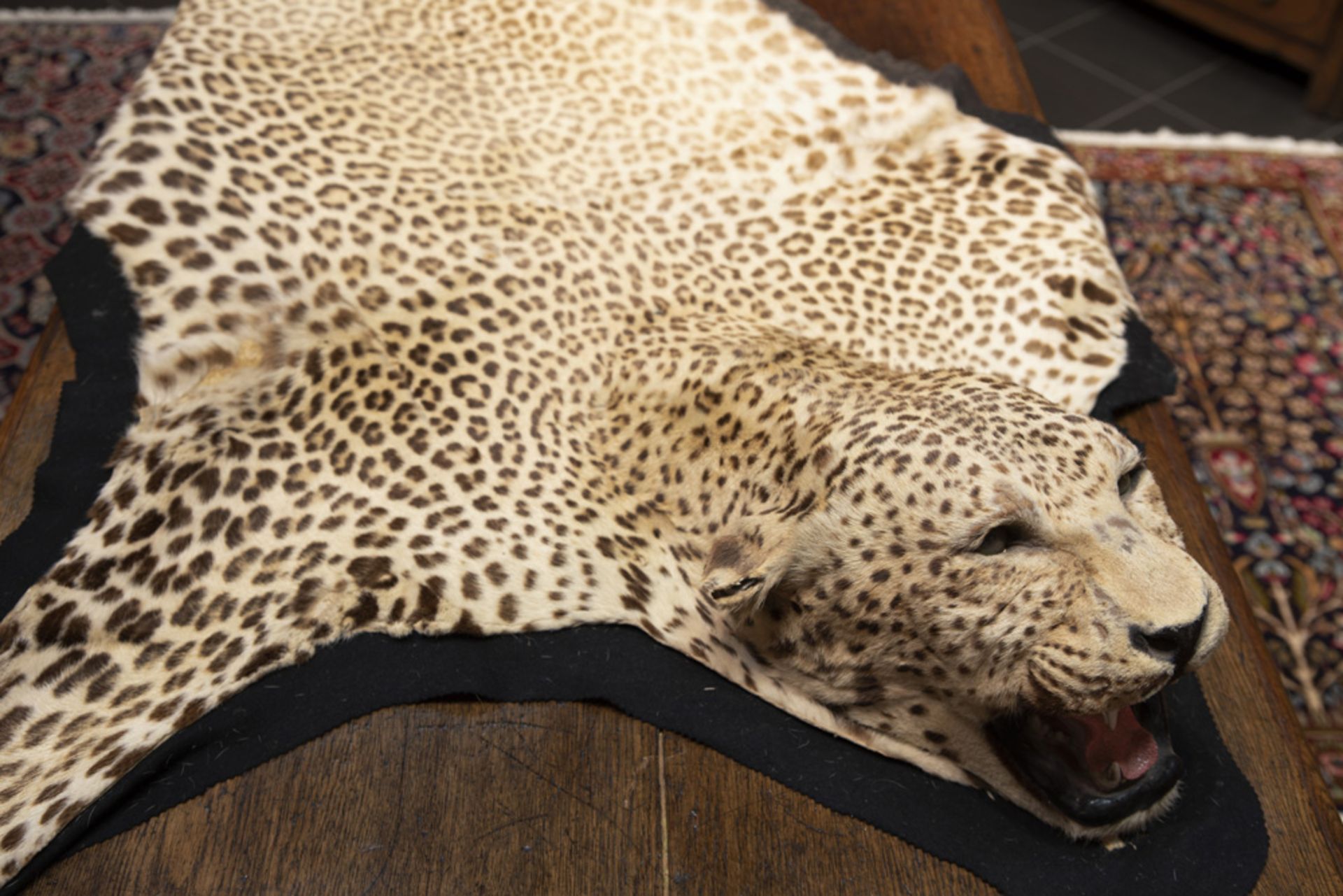 pre 1940's tanned leopard skin (and head) fitted as a rug || Gelooid luipaardvel met kop - Bild 2 aus 4