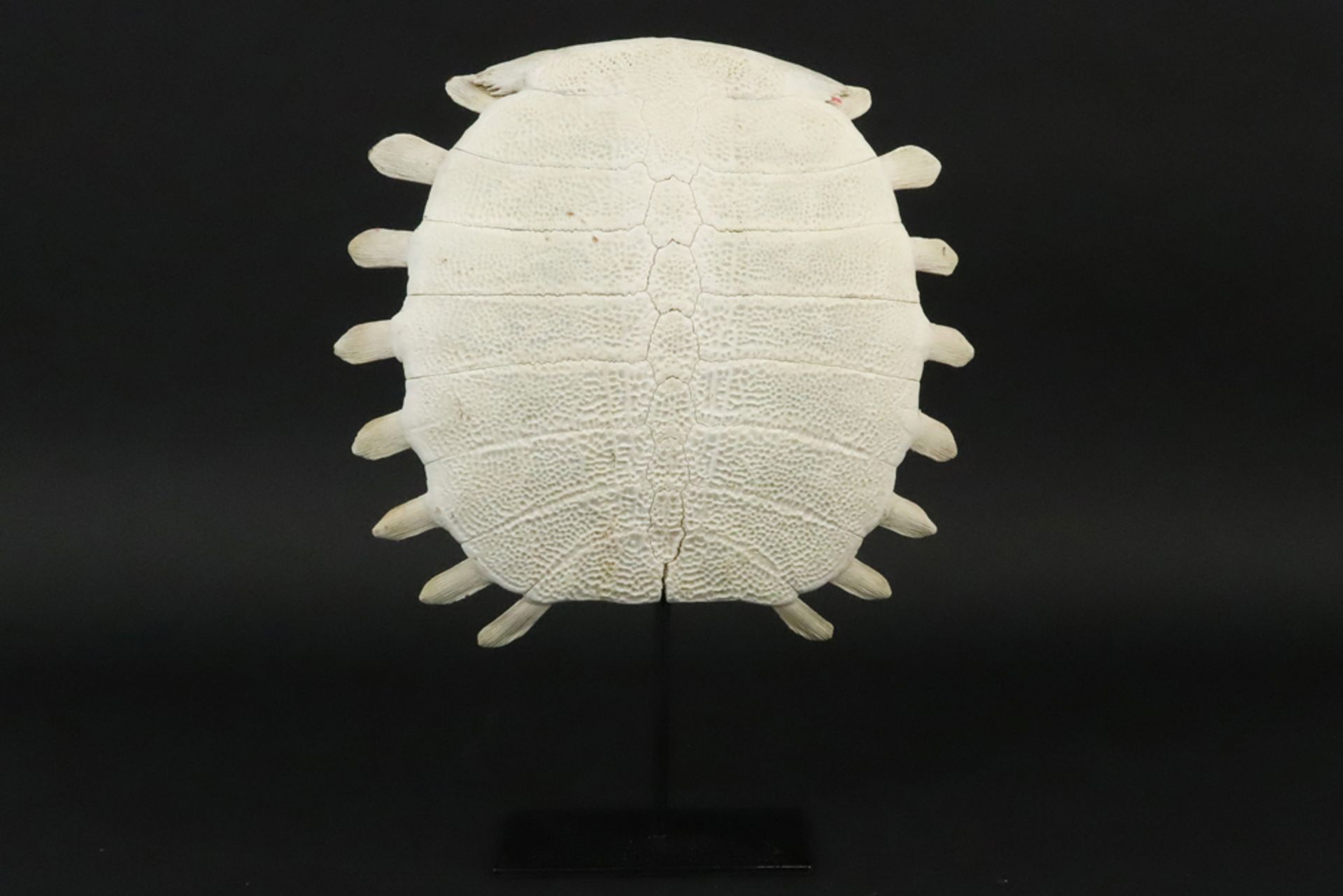 fine "shell" of a Chinese soft shell tortoise found on Sumatra || INDONESIË / SUMATRA - 20° EEUW