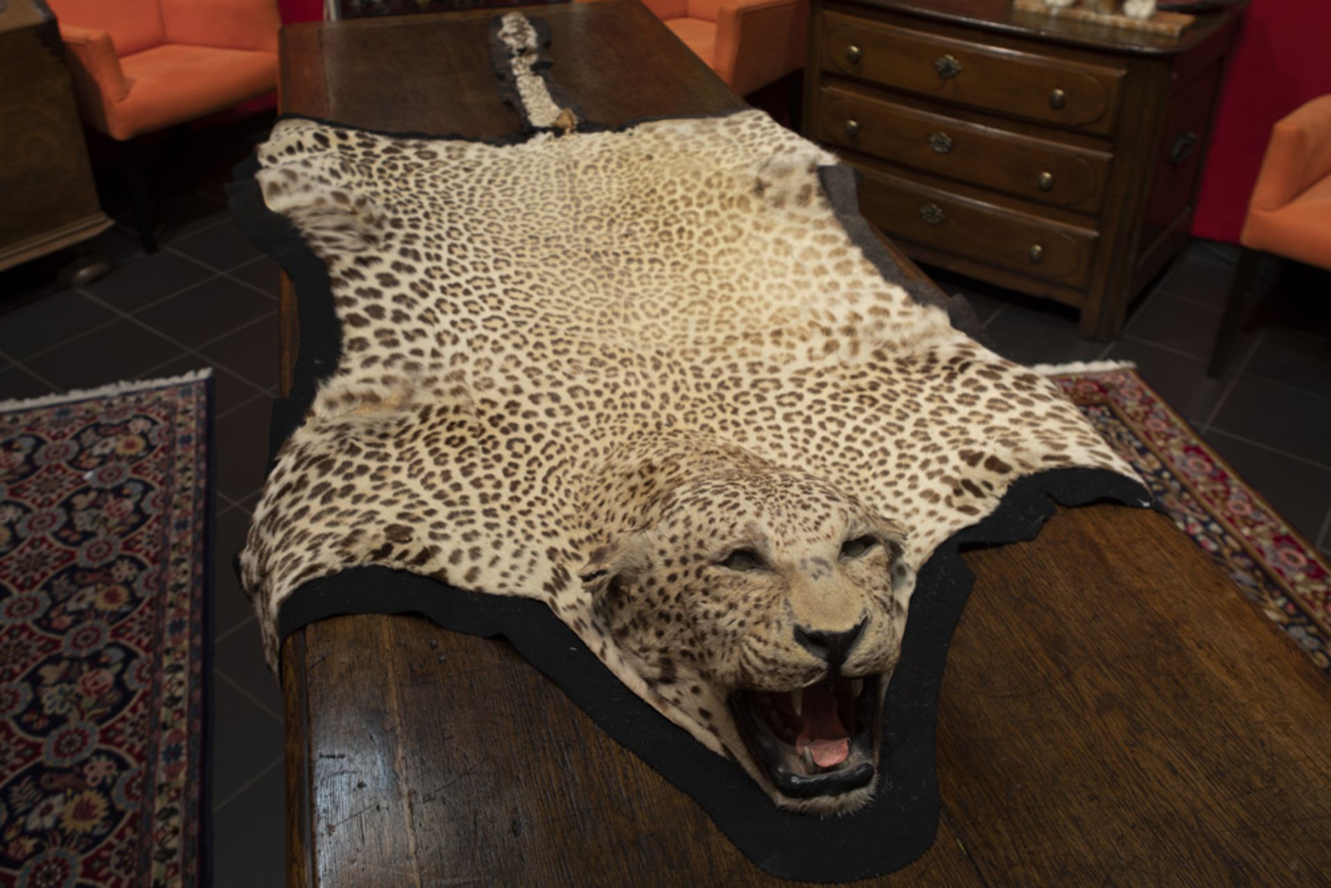 pre 1940's tanned leopard skin (and head) fitted as a rug || Gelooid luipaardvel met kop