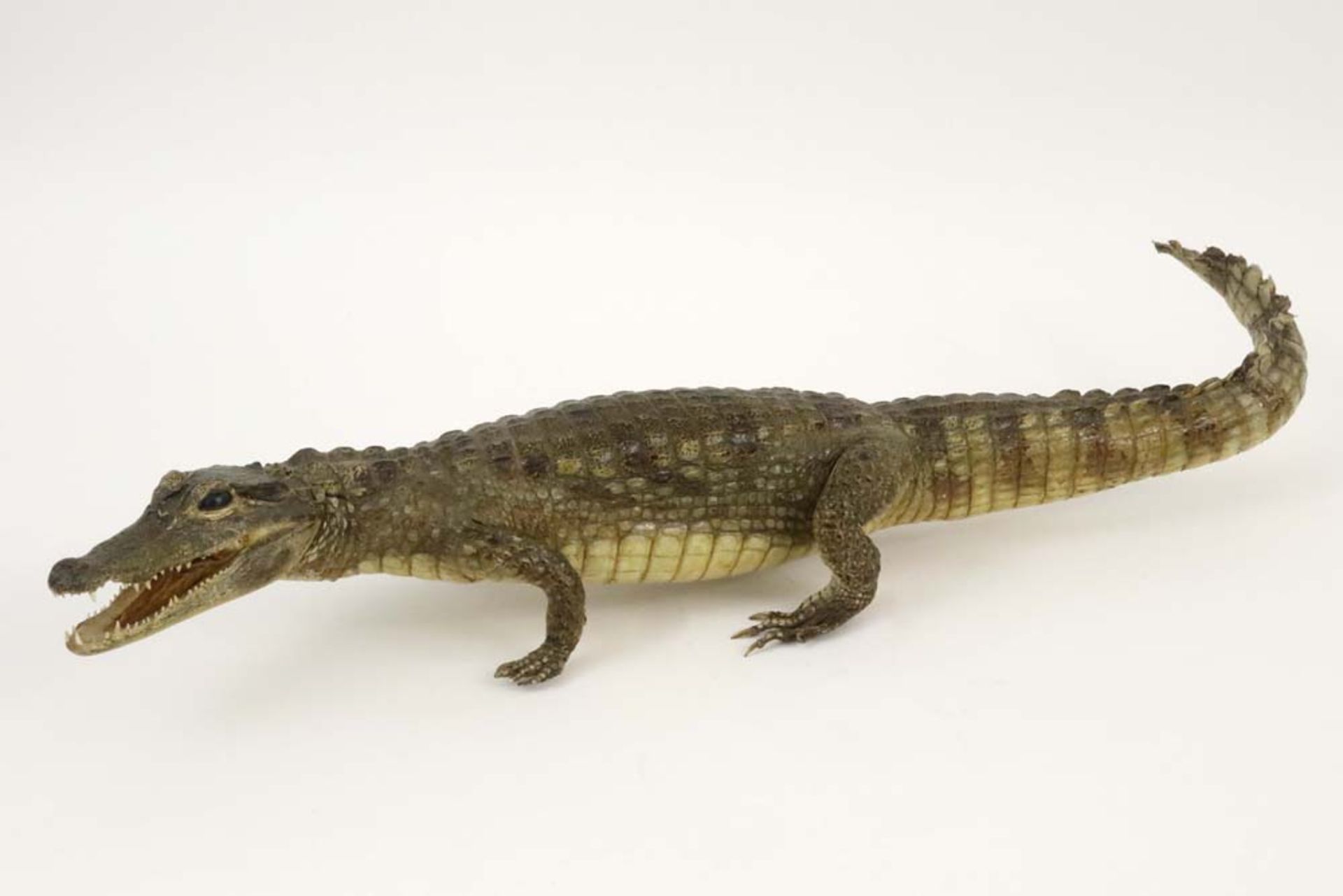 taxidermy : alligator || Taxidermie : alligator - lengte : 77 cm