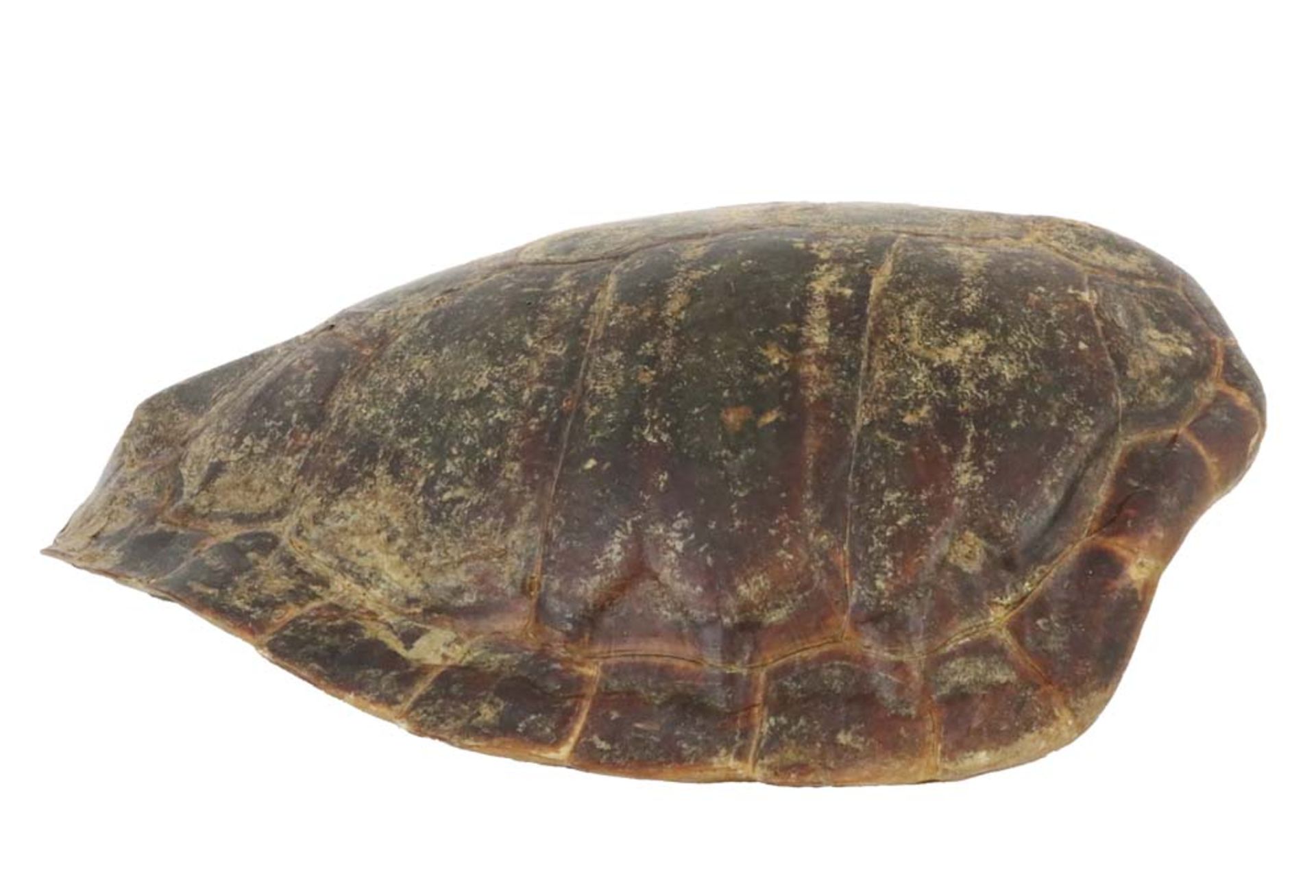 old tortoise shell || Mooi schildpadschild - 59,5 x 52 cm - Bild 4 aus 4
