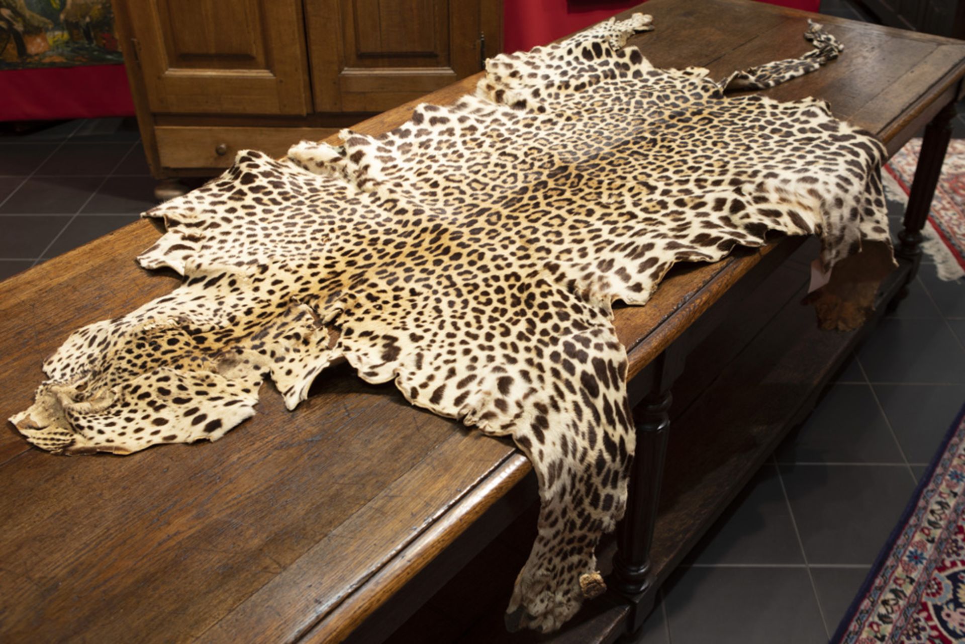 ocelot skin collected in Africa in the thirties' || Gelooid ocelotvel, meegebracht uit Afrika in