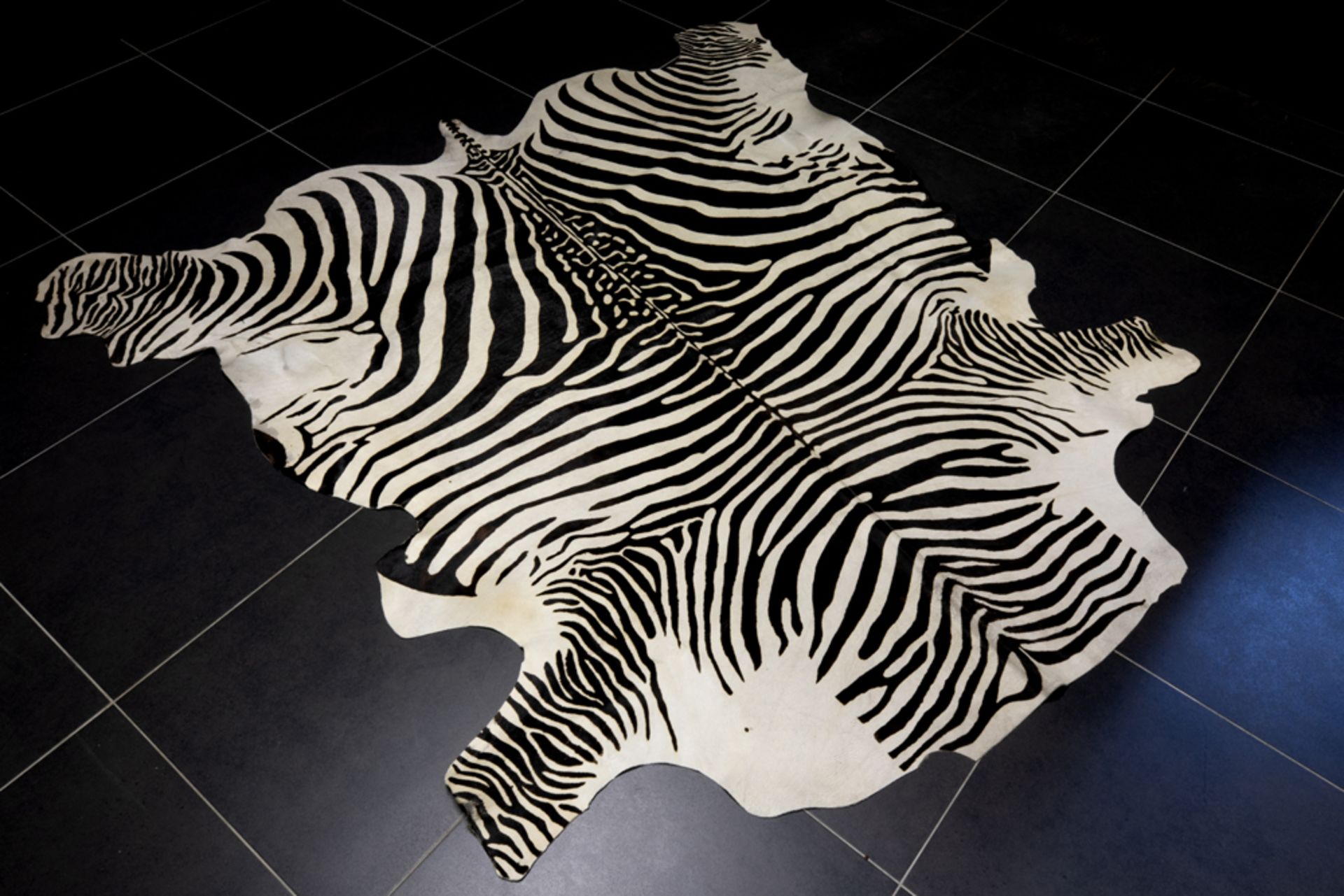 well preserved zebrahide rug || Goed bewaard zebravel - ca 218 x 225 cm