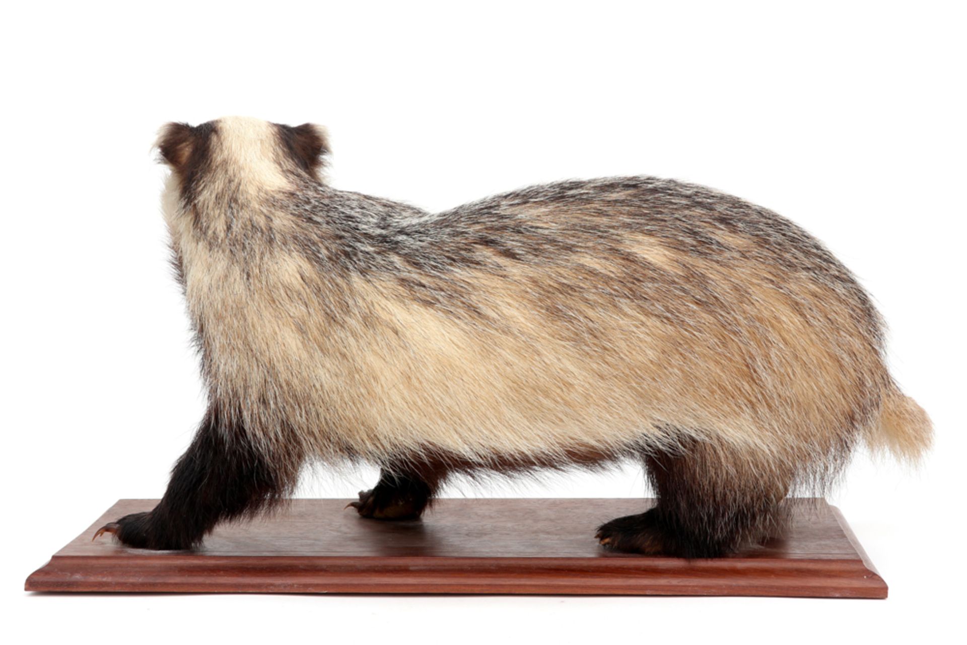old stuffed badger on wooden base || Oude opgezette das op houten sokkel - 70 x 35 cm - Image 3 of 3