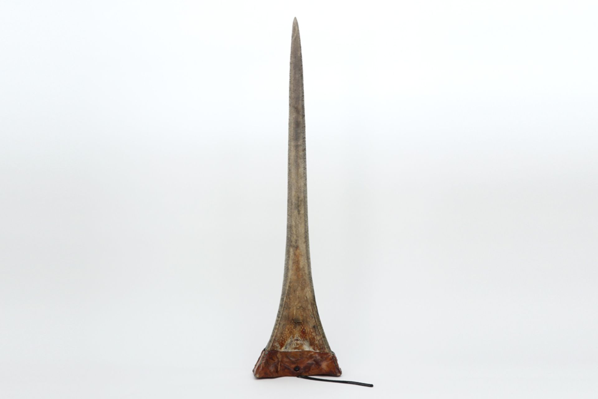 big swordfish tooth of a Xiphias Gladius || Grote zwaardvistand van een Xiphias Gladius - 78 x 20 cm - Image 2 of 2