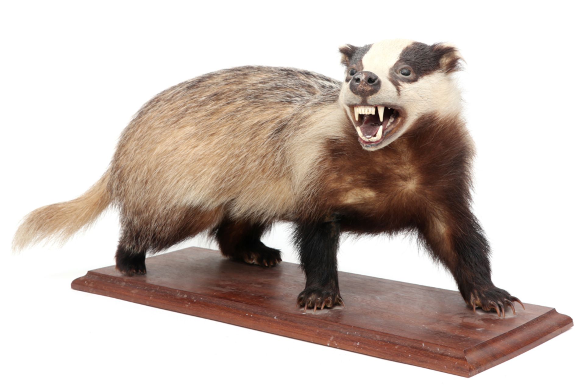 old stuffed badger on wooden base || Oude opgezette das op houten sokkel - 70 x 35 cm - Image 2 of 3
