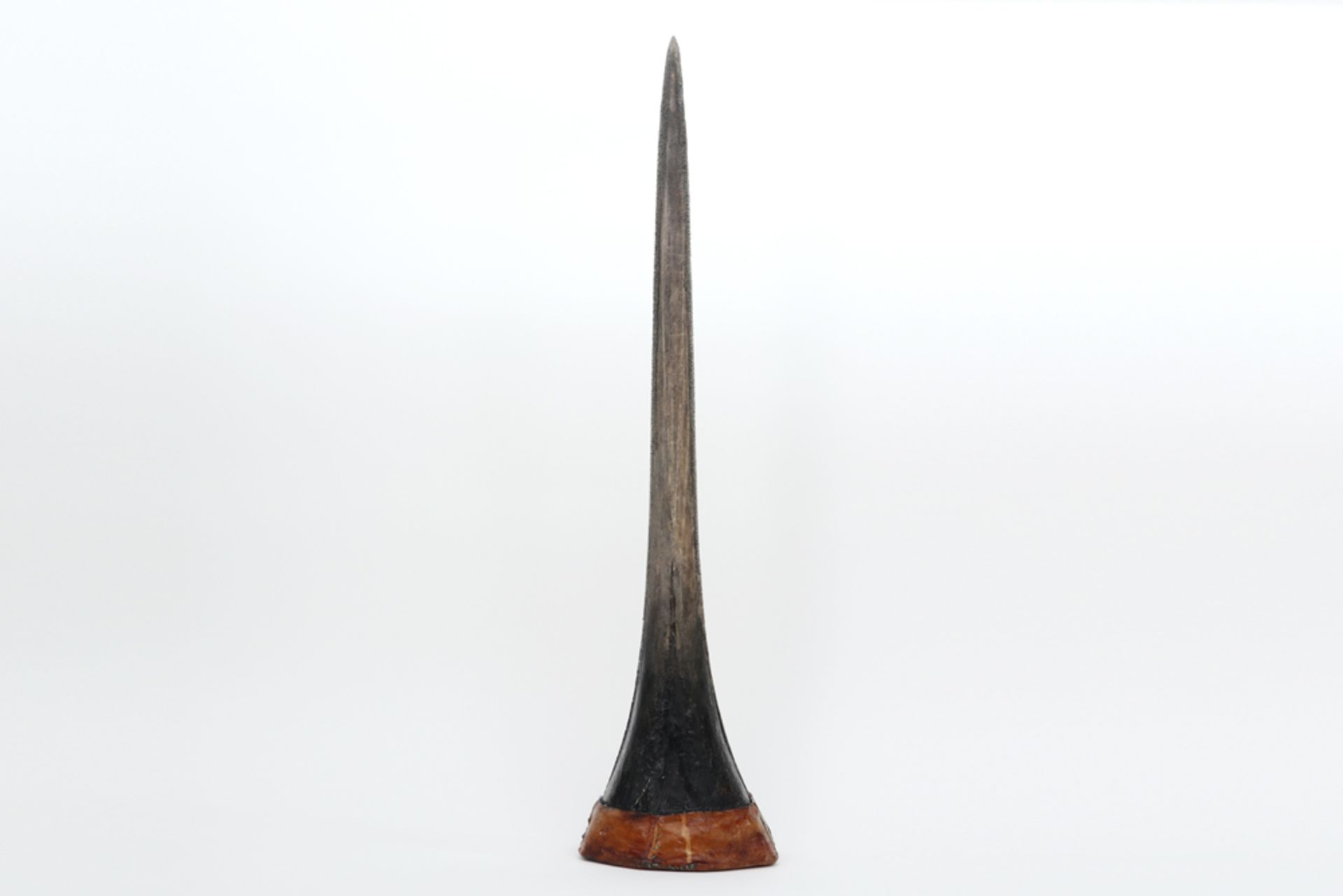 big swordfish tooth of a Xiphias Gladius || Grote zwaardvistand van een Xiphias Gladius - 78 x 20 cm