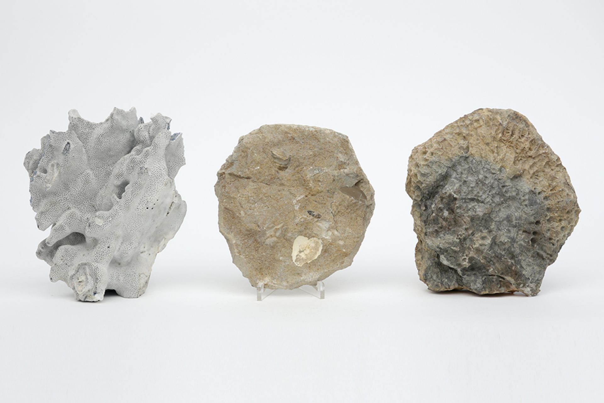 lot with a fossilised spunck coral, an ammonite and a piece of blue coral || Lot van een - Image 2 of 2
